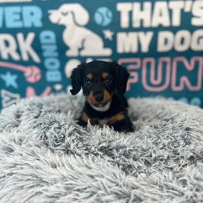 Female Dachshund Puppy for Sale in Charlotte, NC