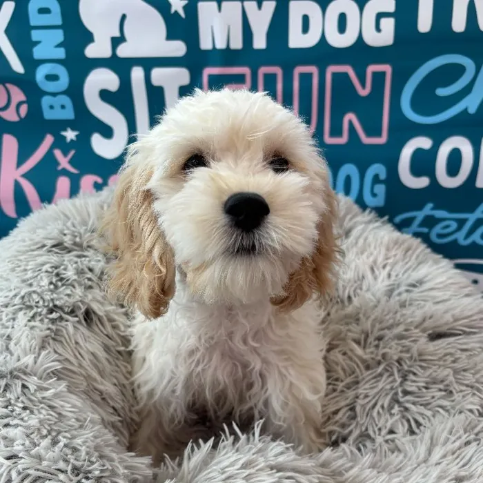 Male Cockapoo Puppy for Sale in Charlotte, NC