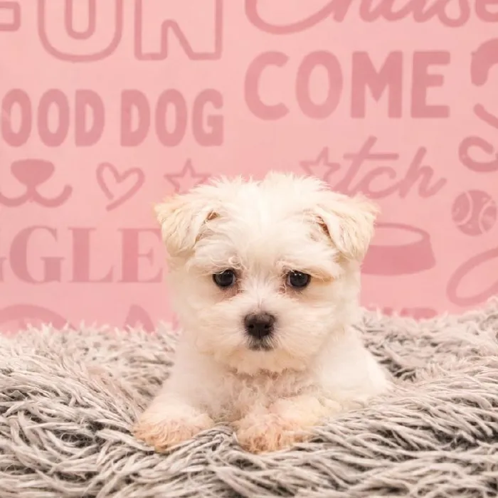 Male Maltese puppy named Luigi for sale at Waggles Greensboro.