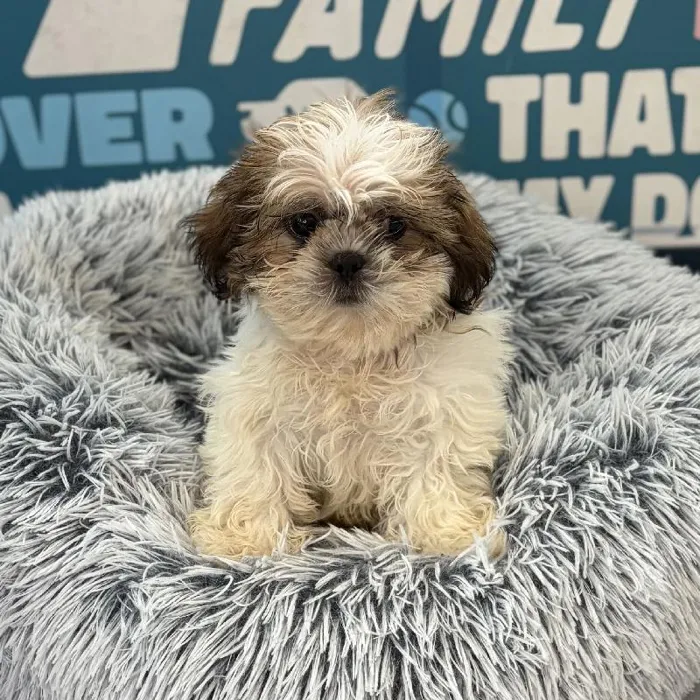 Male Shih Tzu puppy named Kent for sale at Waggles Charlotte.