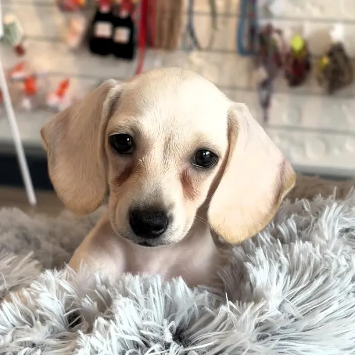 Male Dachshund Puppy for Sale in Greensboro, NC