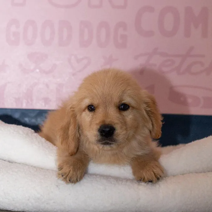 Male Golden Retriever puppy named Biscuit for sale at Waggles Greensboro.