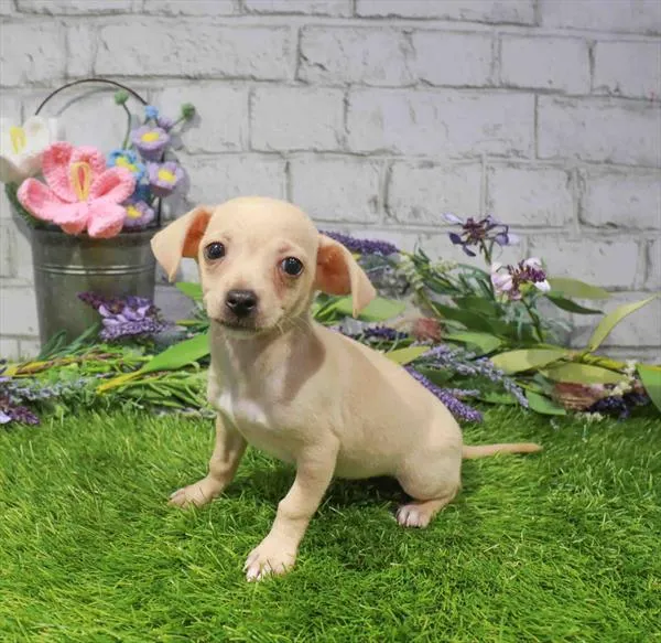 Female Chihuahua puppy named Sugar for sale at Waggles Greensboro.