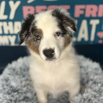 Male Mini Aussie Puppy for Sale in Charlotte, NC