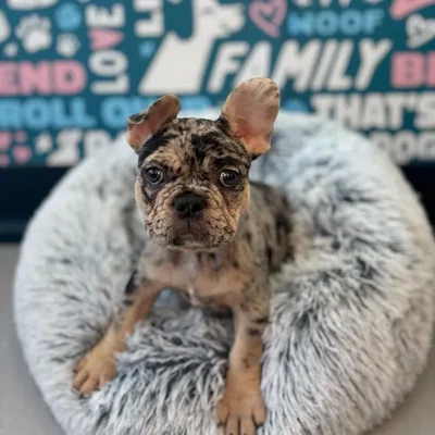 Female French Bulldog Puppy for Sale in Charlotte, NC