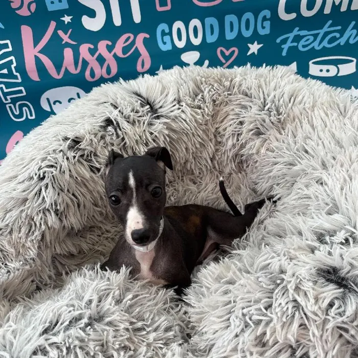 Female Italian Greyhound Puppy for Sale in Charlotte, NC