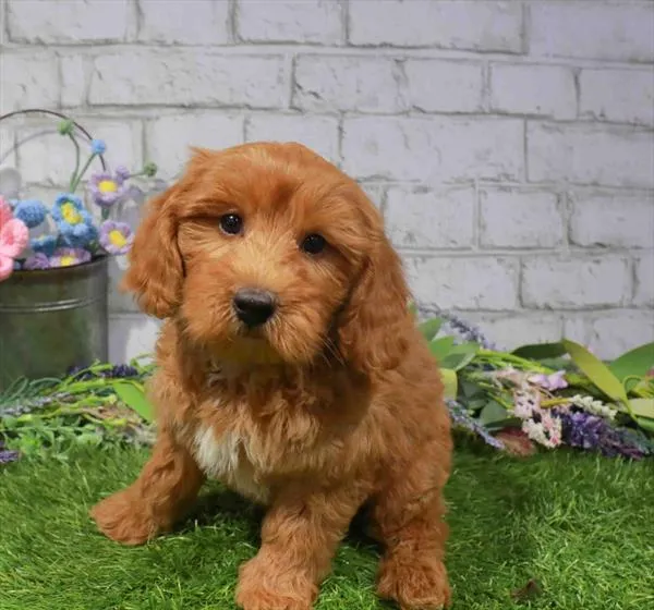 Female Cavapoo puppy named Annie for sale at Waggles Charlotte.
