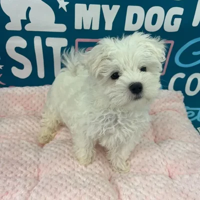 Male Maltese Puppy for Sale in Charlotte, NC