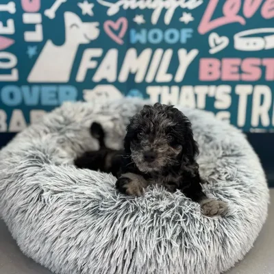 Male Mini Goldendoodle Puppy for Sale in Charlotte, NC