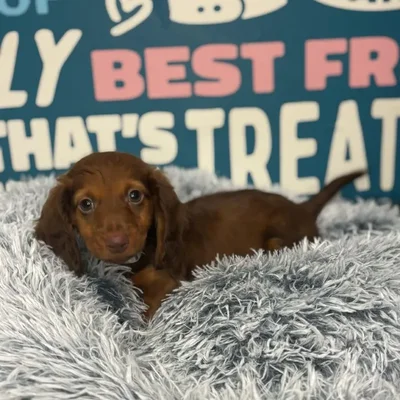 Male Dachshund Puppy for Sale in Charlotte, NC