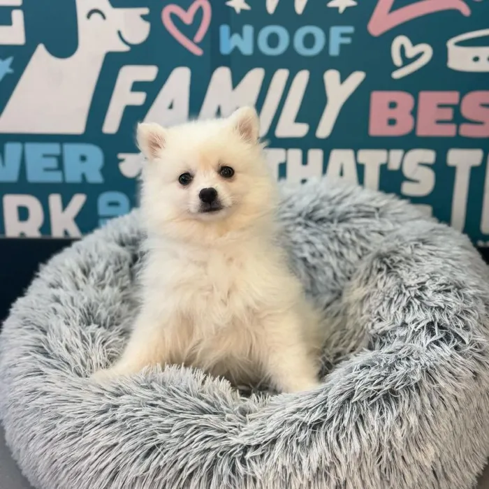 Female American Eskimo Puppy for Sale in Charlotte, NC