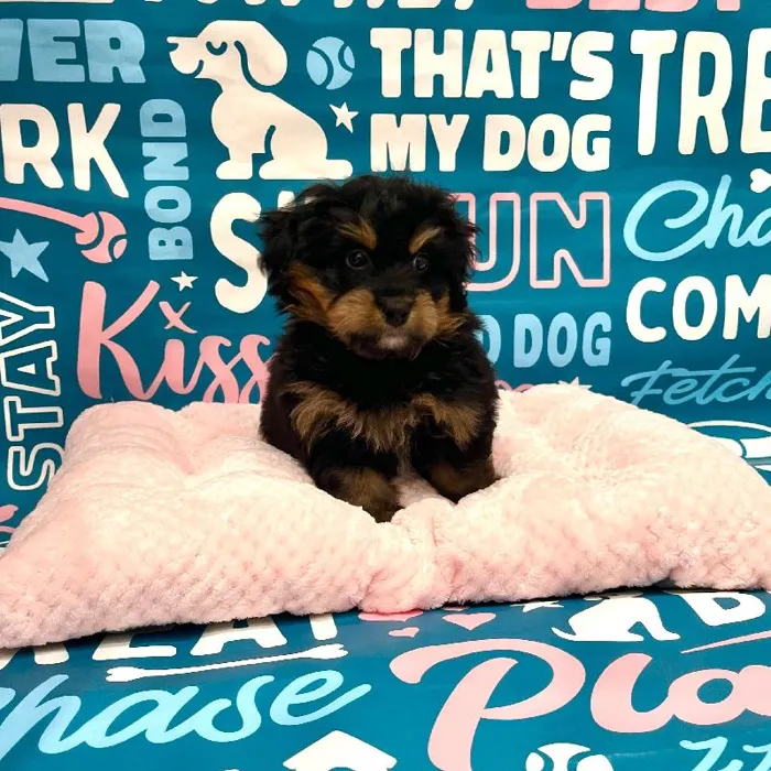 Male Mini Bernedoodle Puppy for Sale in Charlotte, NC