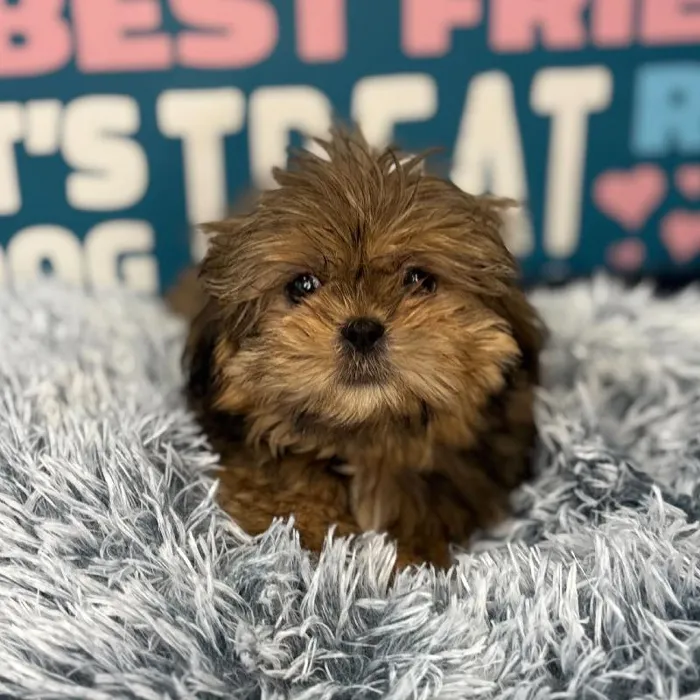 Female Shih Tzu Puppy for Sale in Charlotte, NC