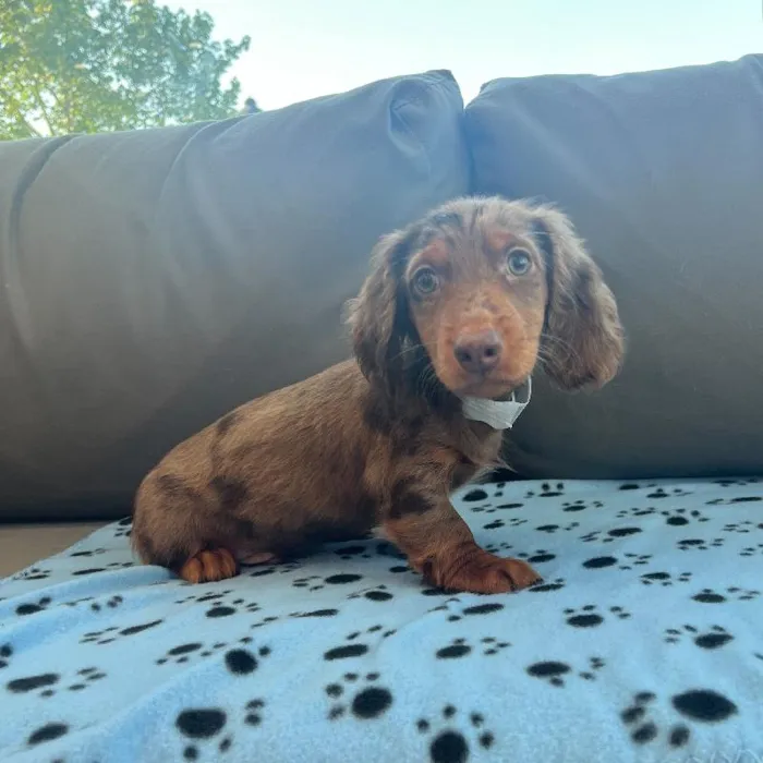 Male Dachshund Puppy for Sale in Charlotte, NC