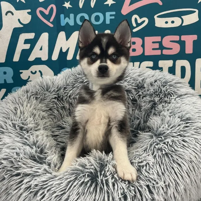 Male Alaskan Klee Kai puppy named Taki for sale at Waggles Charlotte.