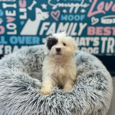 Female Havapoo Puppy for Sale in Charlotte, NC