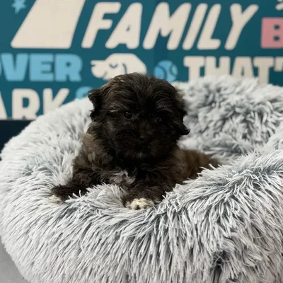 Male Shipoo Puppy for Sale in Charlotte, NC