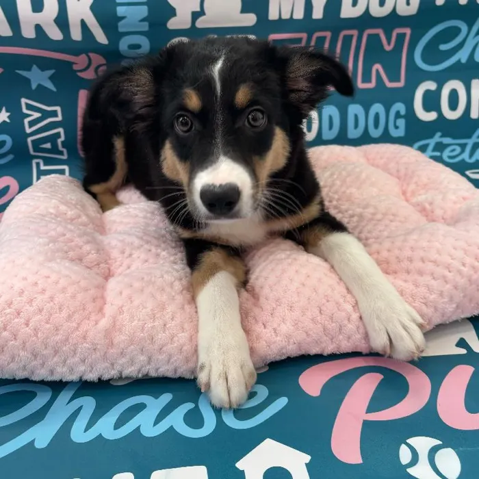 Male Mini Aussie Puppy for Sale in Charlotte, NC