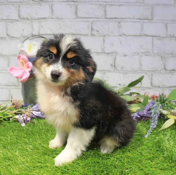 Male Mini Aussie puppy named Mario for sale at Waggles Greensboro.