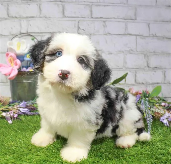 Female Mini Bernedoodle puppy named Butters for sale at Waggles Charlotte.