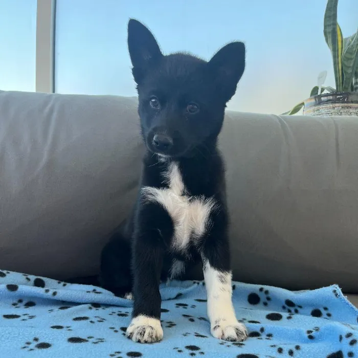 Female Pomsky 2nd Gen Puppy for Sale in Charlotte, NC