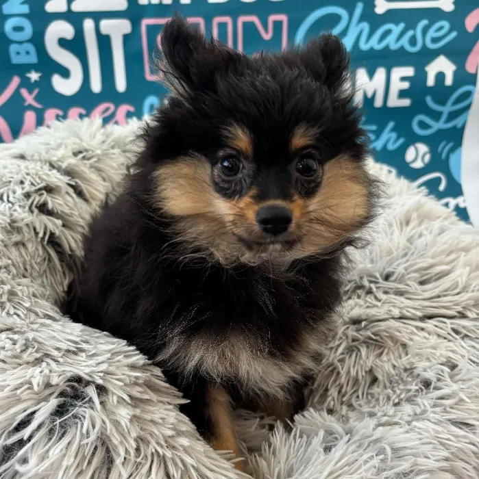 Female Pomeranian Puppy for Sale in Charlotte, NC