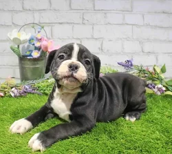 Male Victorian Bulldog puppy named Bruce for sale at Waggles Charlotte.