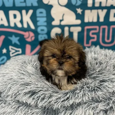 Male Shih Tzu Puppy for Sale in Charlotte, NC