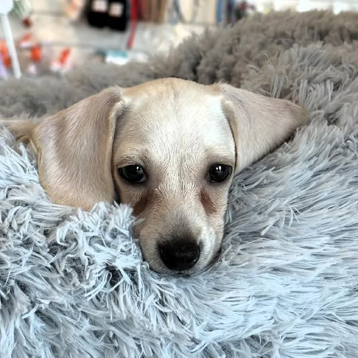 Male Dachshund Puppy for Sale in Greensboro, NC