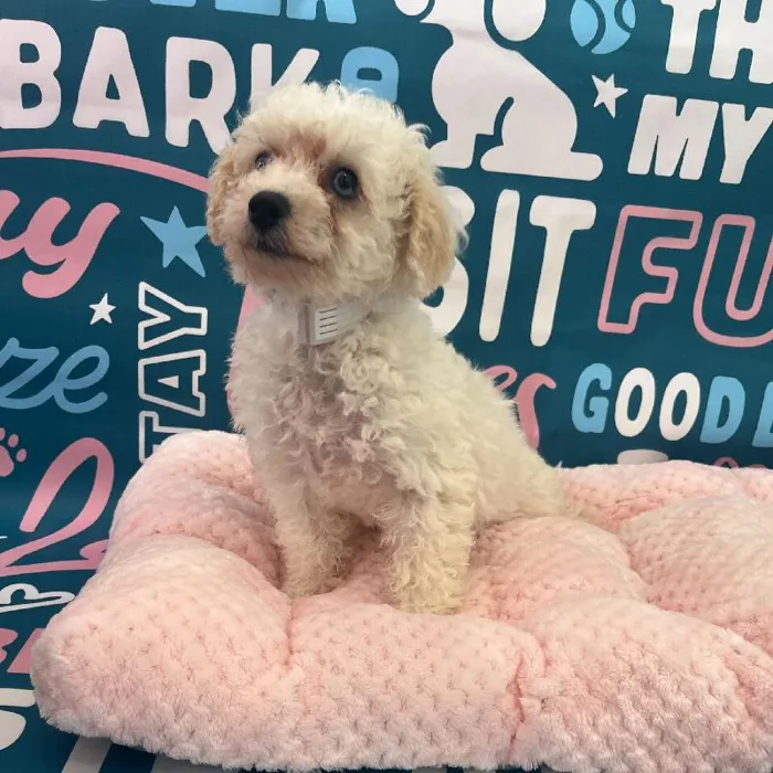 Female Bichapoo Puppy for Sale in Charlotte, NC