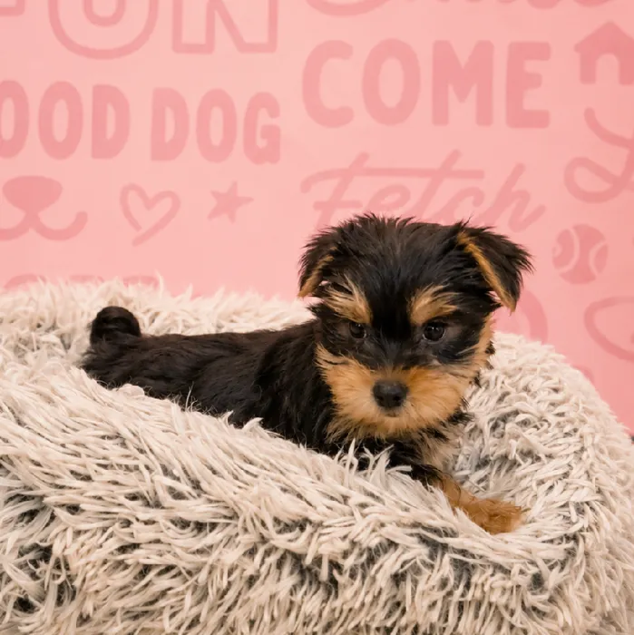 Male Yorkie puppy named Sylvester for sale at Waggles Greensboro.