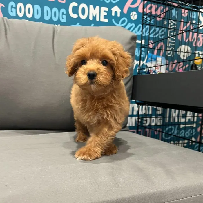 Female Mini Goldendoodle 2nd Gen Puppy for Sale in Charlotte, NC
