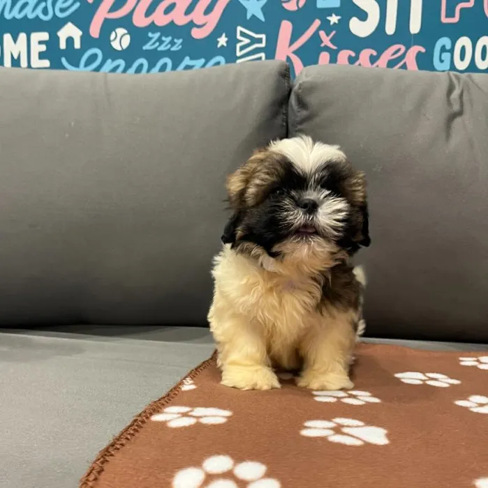 Male Teddy Bear Puppy for Sale in Charlotte, NC