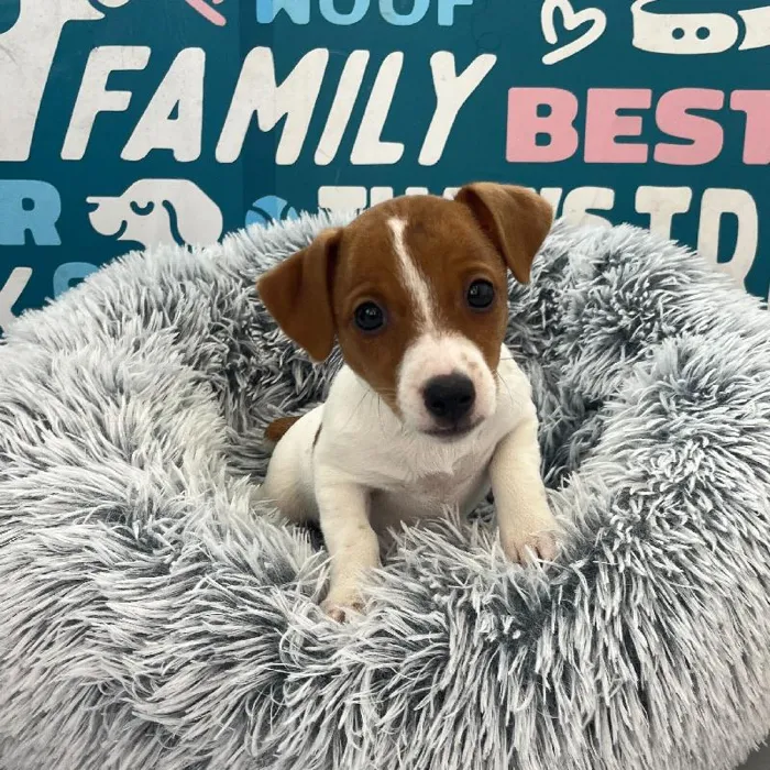 Female Jack Russell Terrier puppy named Prada for sale at Waggles Charlotte.