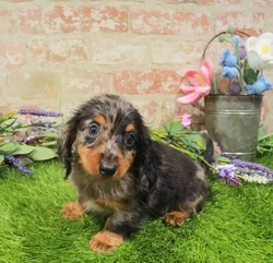 Female Dachshund puppy named Dottie for sale at Waggles Charlotte.