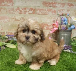 Male Shipoo puppy named Fern for sale at Waggles Charlotte.