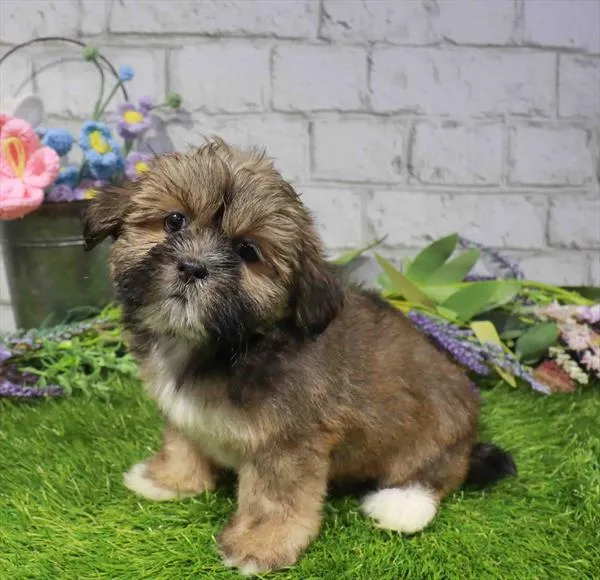 Female Lhasa Apso puppy named Jennifer for sale at Waggles Greensboro.