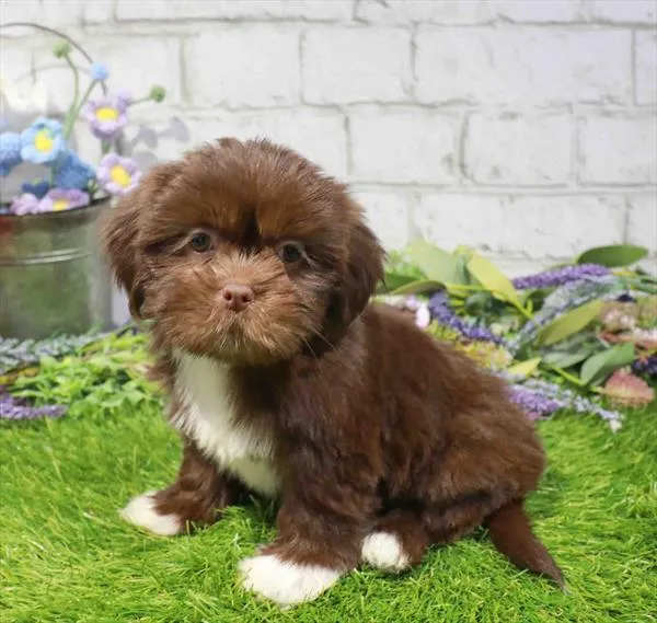 Female Lhasa Apso puppy named Gwen for sale at Waggles Charlotte.