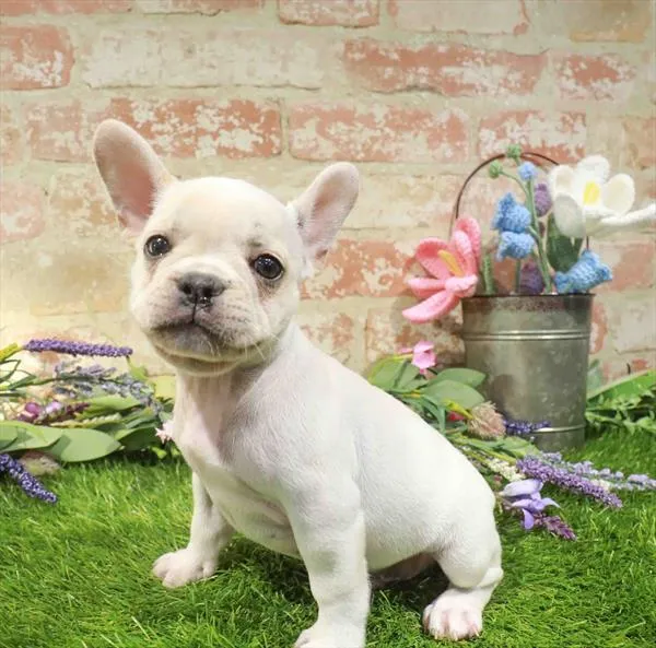 Male French Bulldog puppy named Rufus for sale at Waggles Charlotte.
