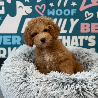 Male Cockapoo Puppy for Sale in Charlotte, NC