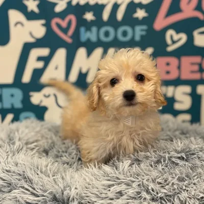 Female Bichapoo Puppy for Sale in Charlotte, NC