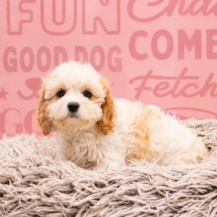 Female Cavapoo puppy named Peach for sale at Waggles Greensboro.