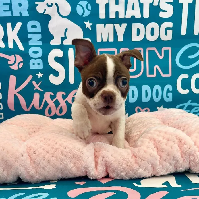Male Boston Terrier Puppy for Sale in Charlotte, NC