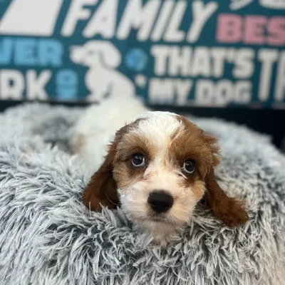 Male Cavapoo Puppy for Sale in Charlotte, NC