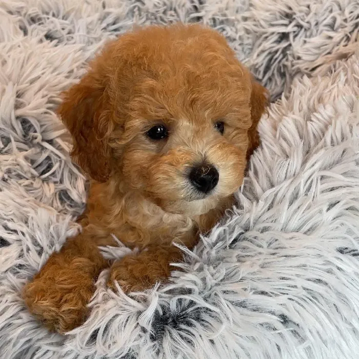 Male Poodle Puppy for Sale in Greensboro, NC