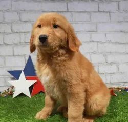 Male Golden Retriever puppy named Buzz for sale at Waggles Charlotte.