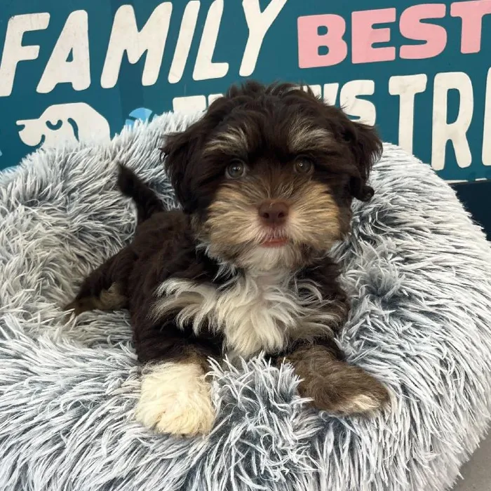 Male Havanese puppy named Fig for sale at Waggles Charlotte.