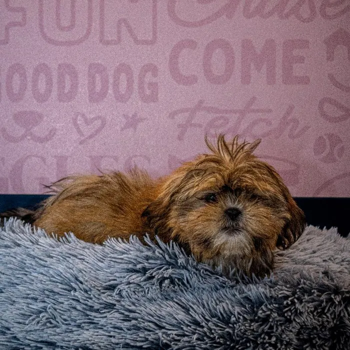 Male Shih Tzu puppy named Andy for sale at Waggles Greensboro.