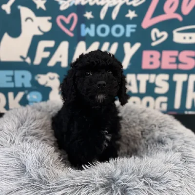 Male Poodle Puppy for Sale in Charlotte, NC