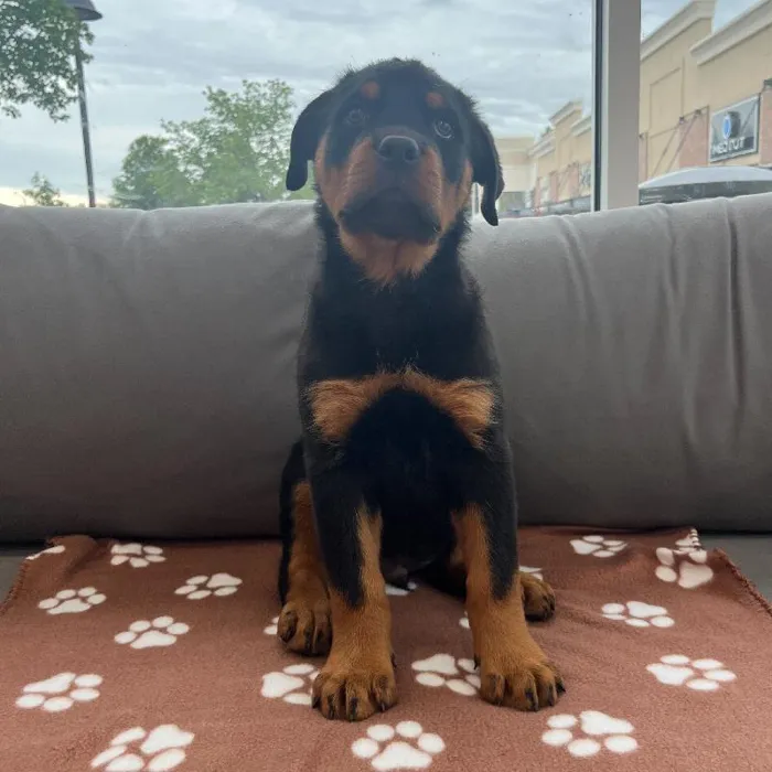 Male Rottweiler Puppy for Sale in Charlotte, NC